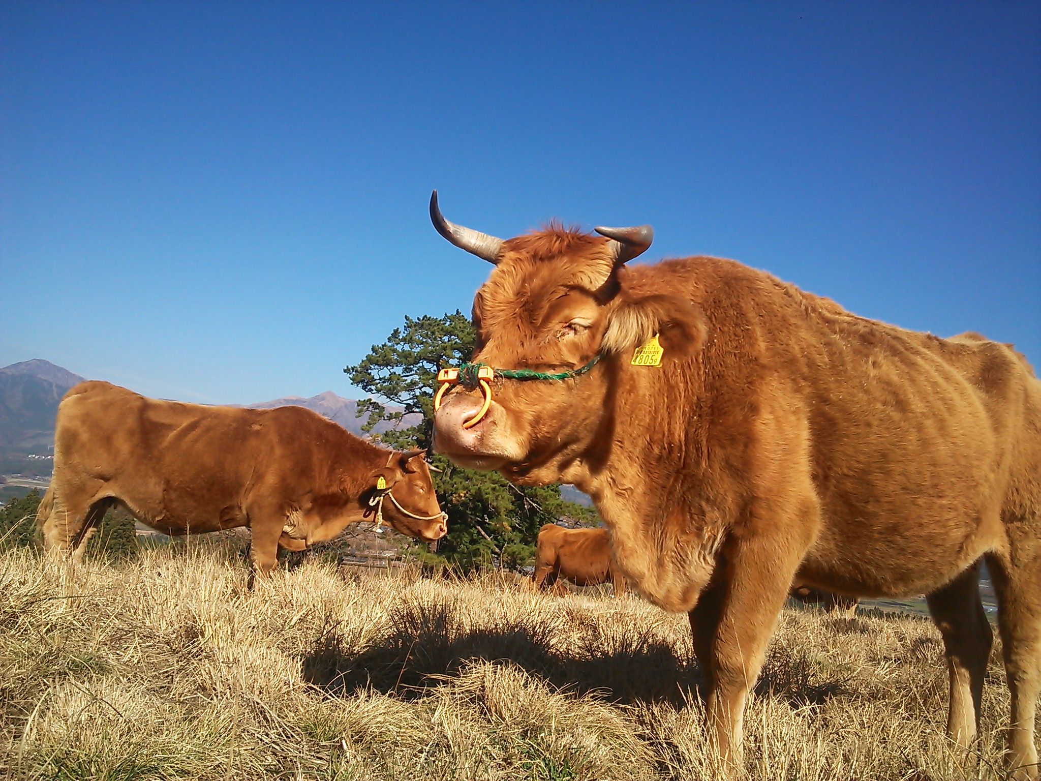 バイオマス発電には牛の糞も大切な資源となる。